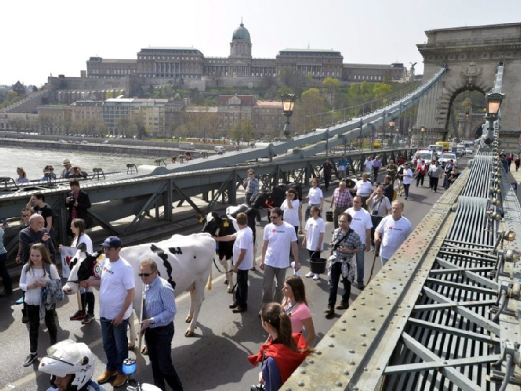 Węgierscy rolnicy demonstrowali na rzecz dopłat do produkcji mleka